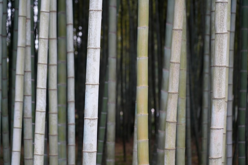 Bamboo Furniture